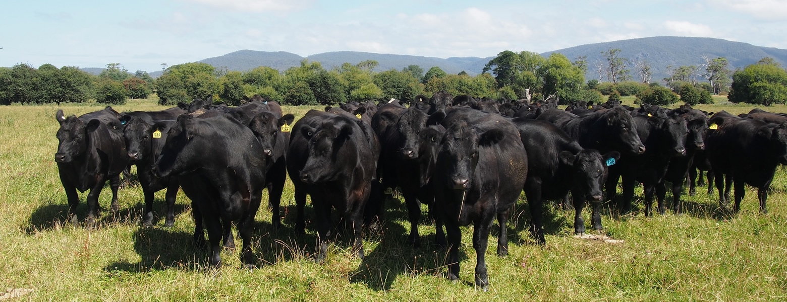 Under the watch of St Patrick’s head, lies the town of St Marys