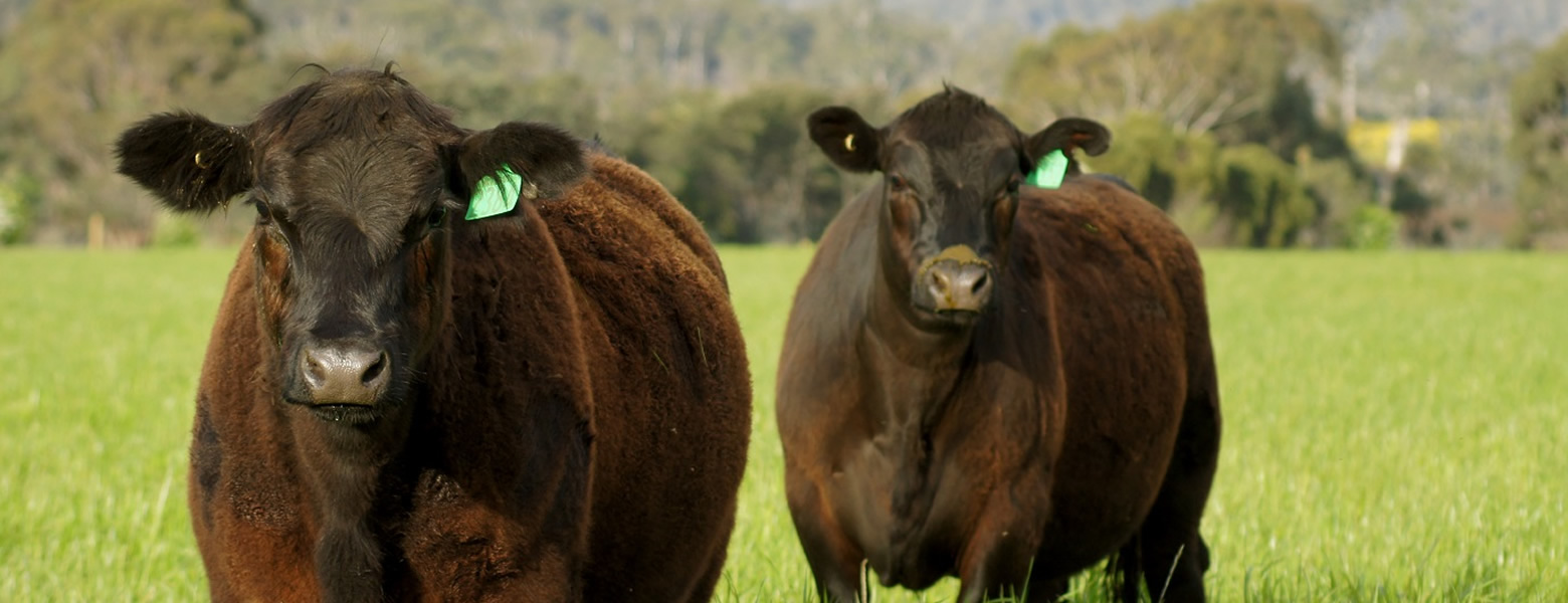 Angus beef, Tasmania